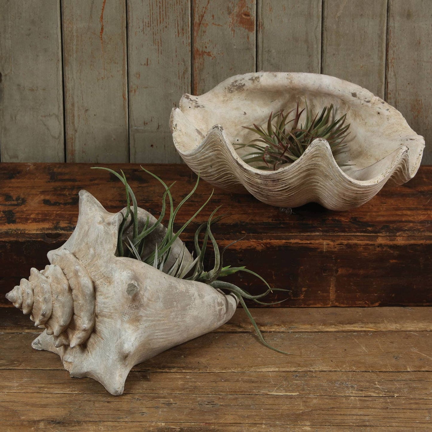 Cement Cast Clam Shell - Antique White