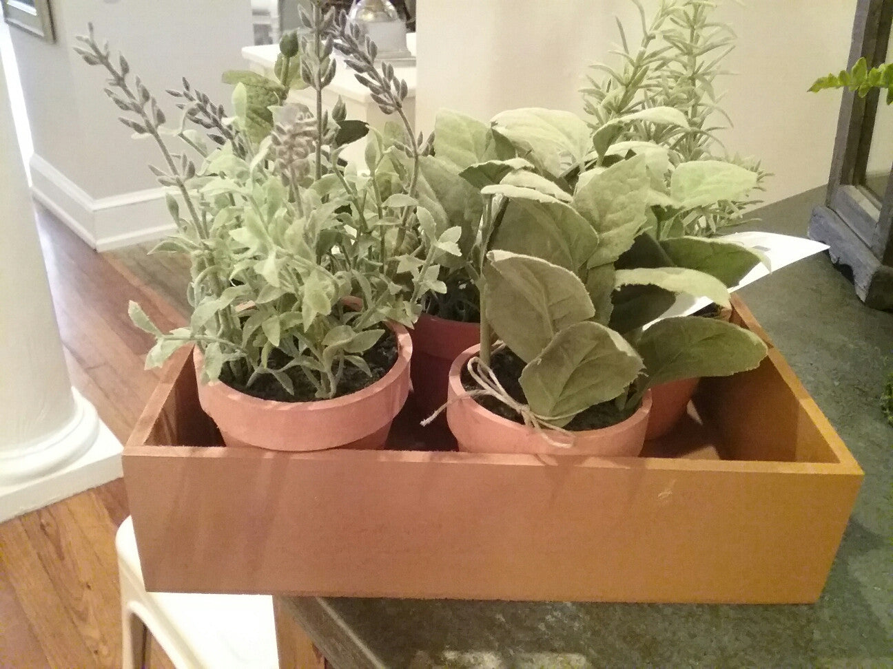 Succulents in Clay Pot