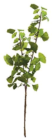 Ginkgo Branch 40"