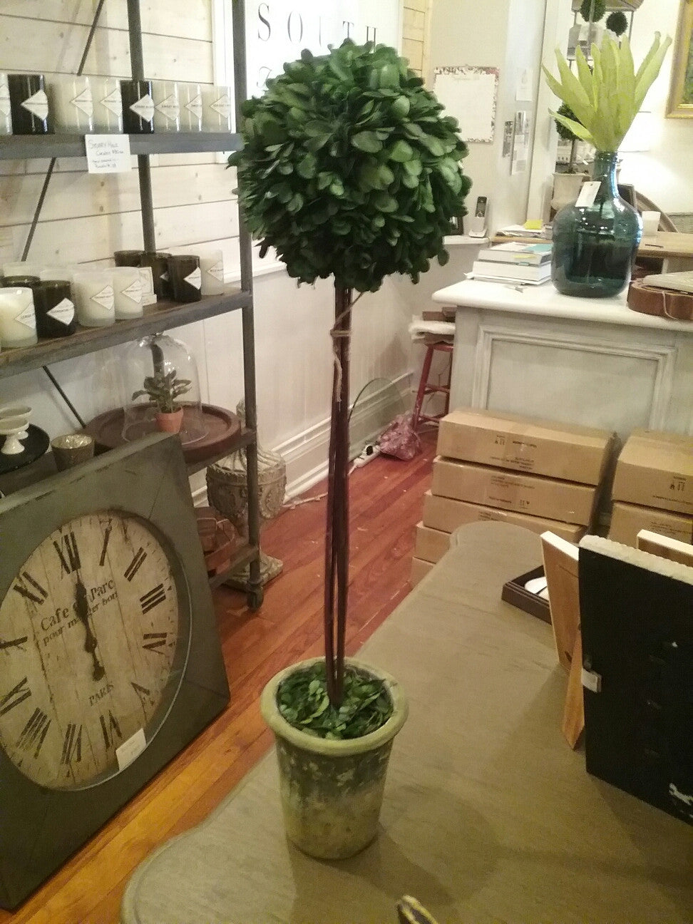 Single Ball Boxwood