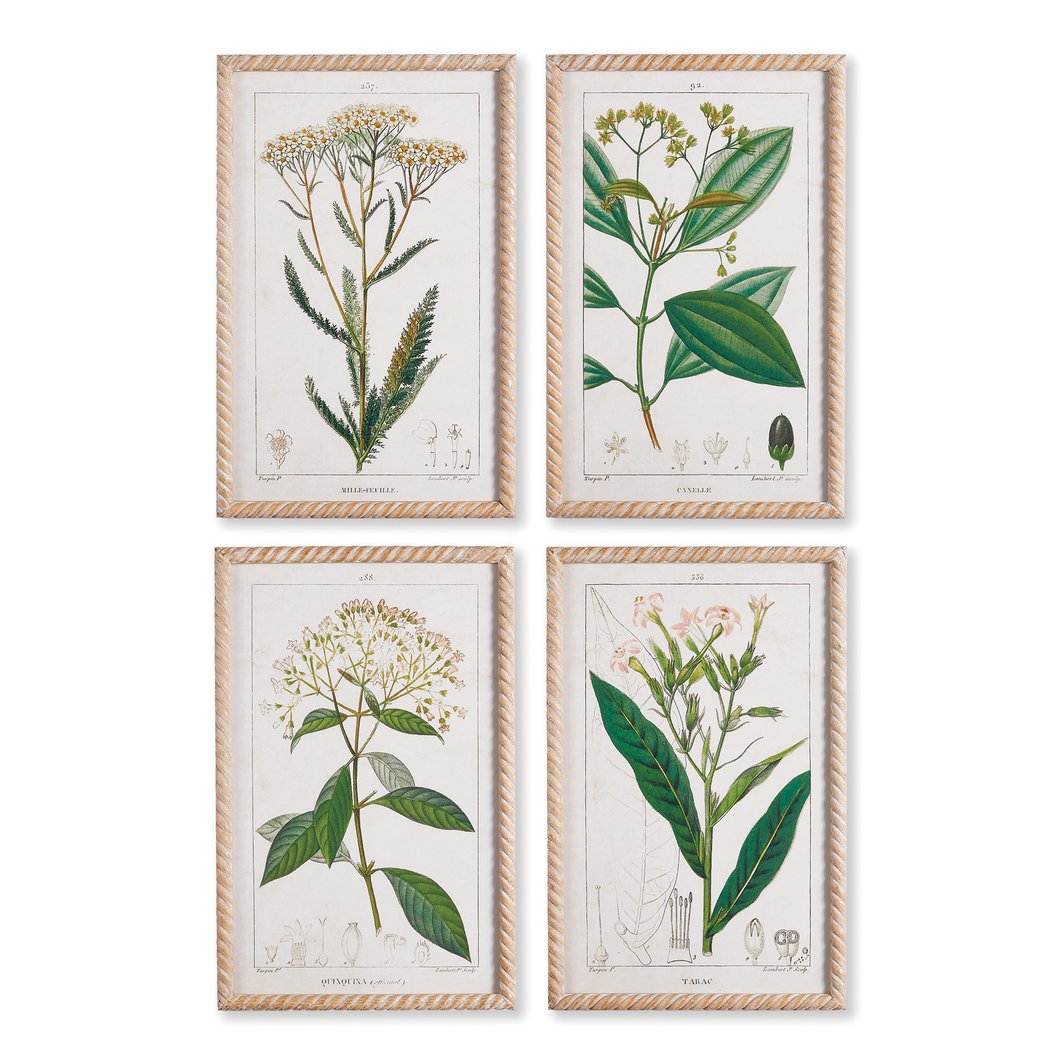 Meadow Botanical Study (set of 2)