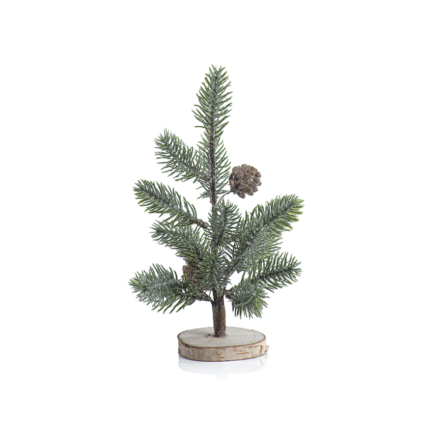 Aspen Pine Tree