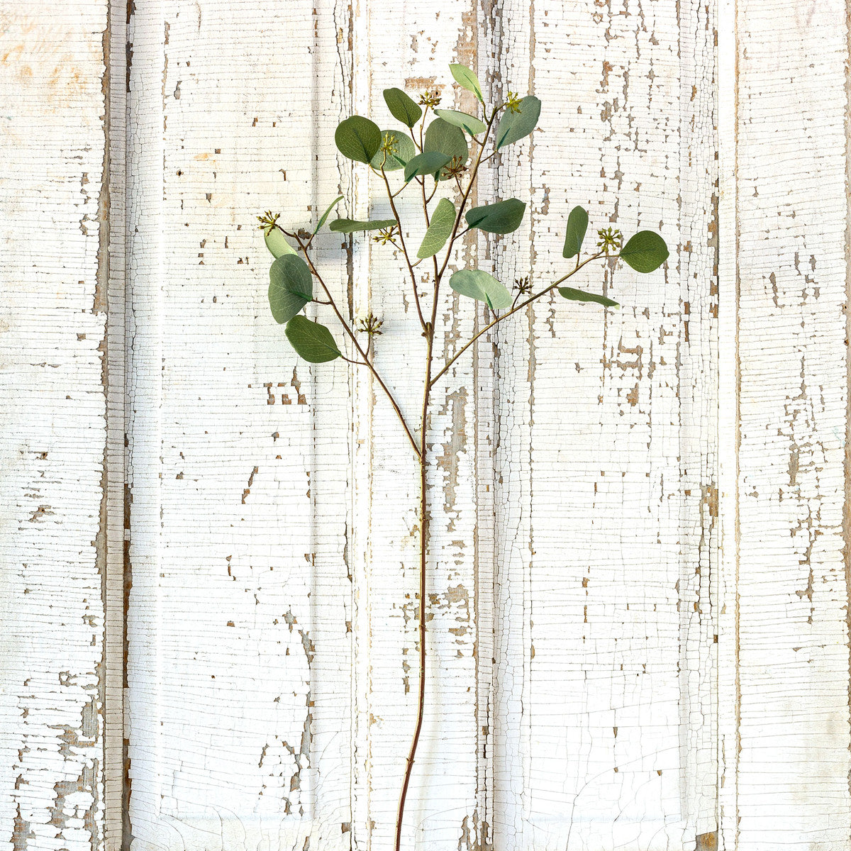 Crafted Silver Dollar Eucalyptus Stem