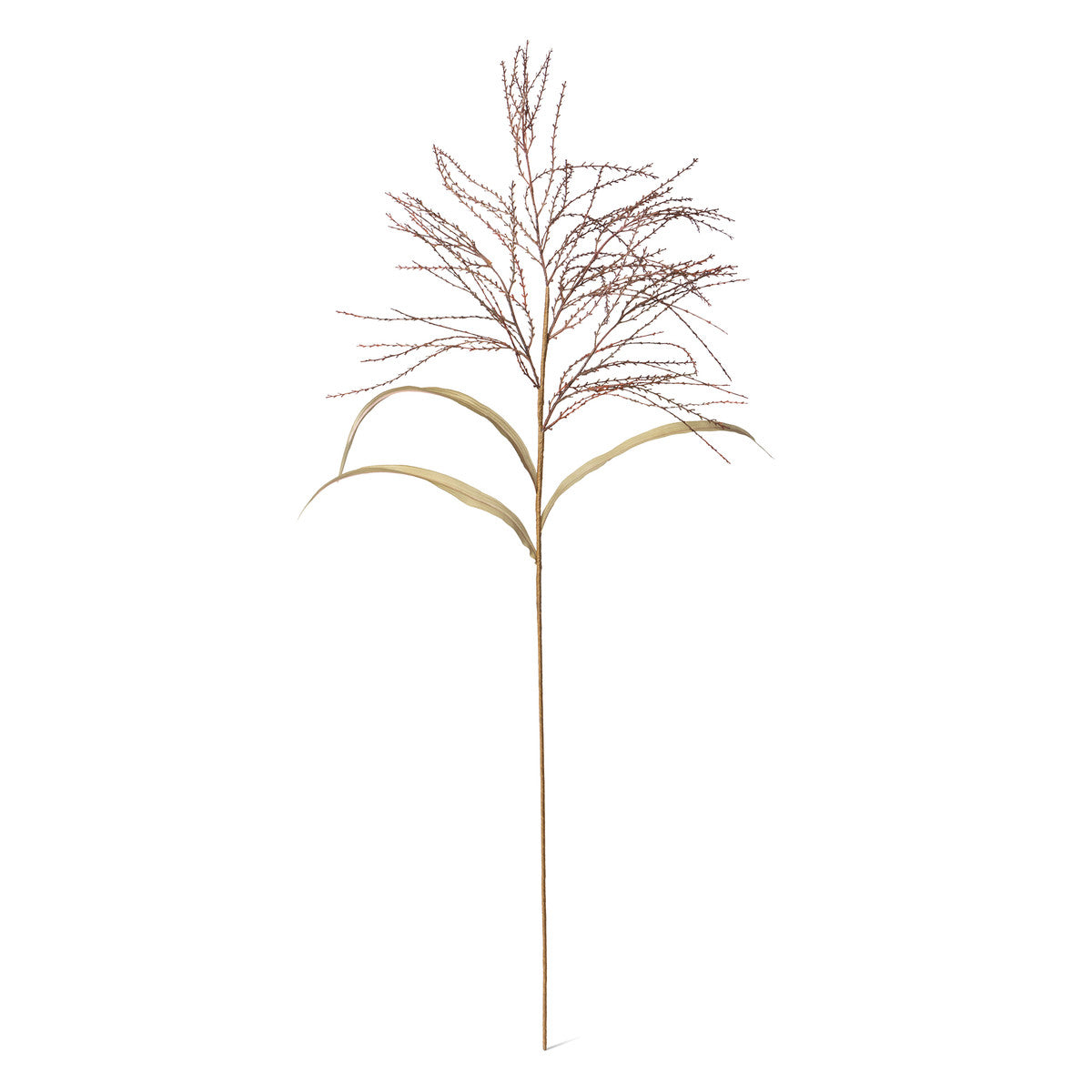 Fall Millet Grass