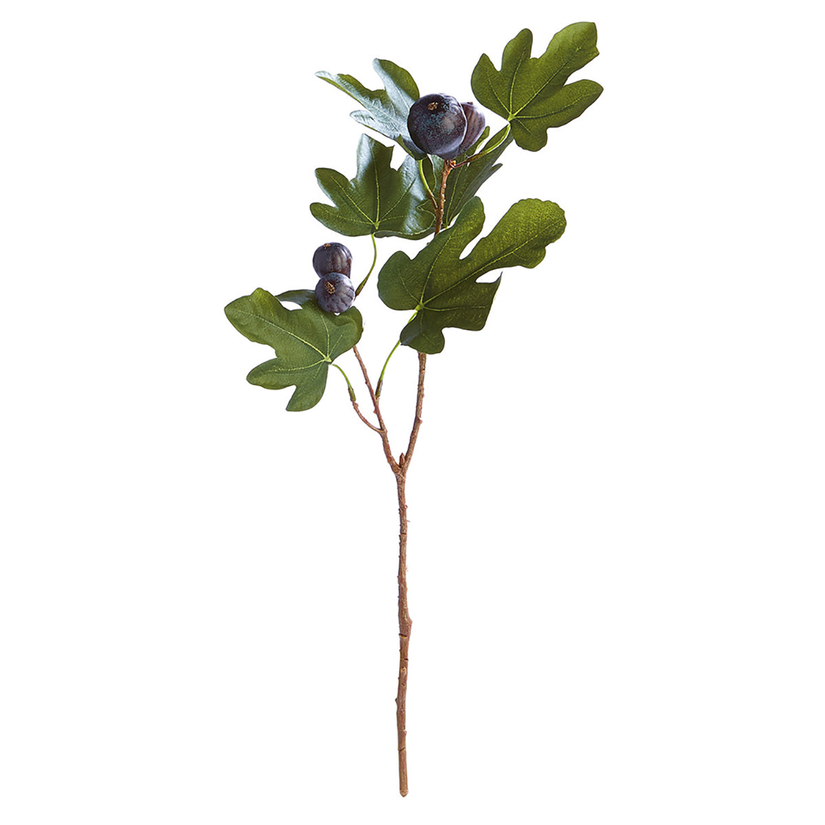 Fig Stem w/Figs