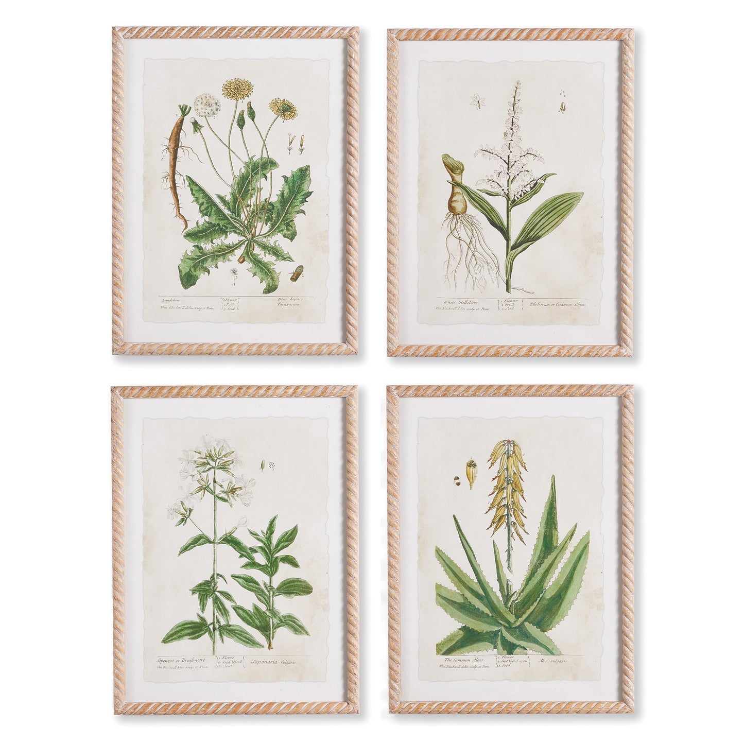 Vintage Botanical Study, Set of 2