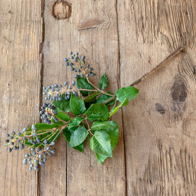 Oregon Grape Holly Stem