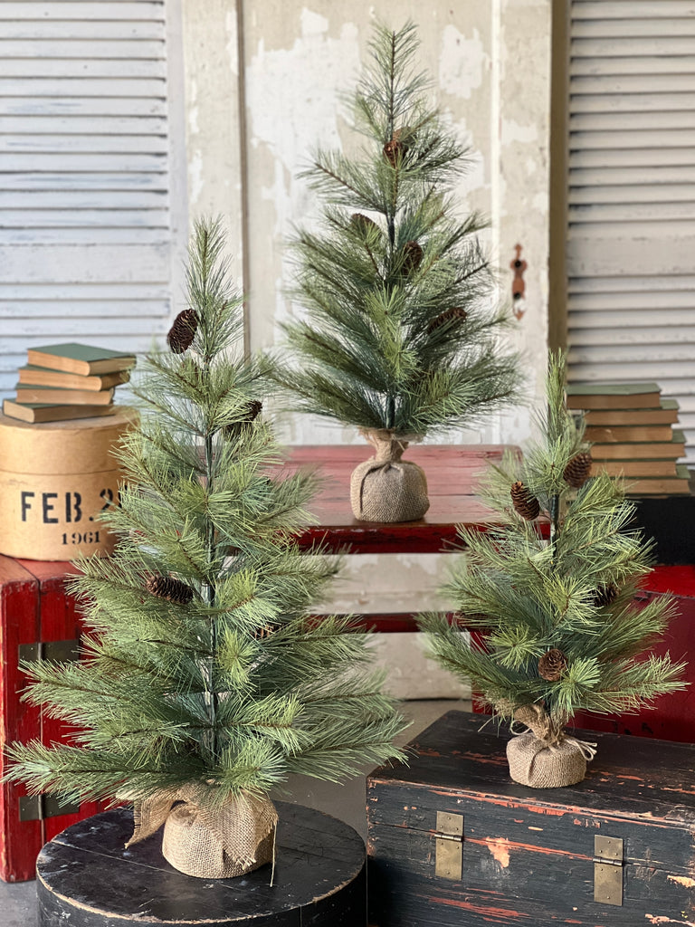 Bishops Pine with Burlap