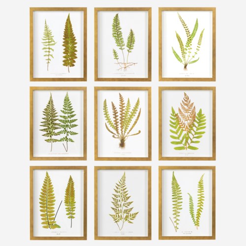 Ferns Wall Print Shadowbox, set of 3
