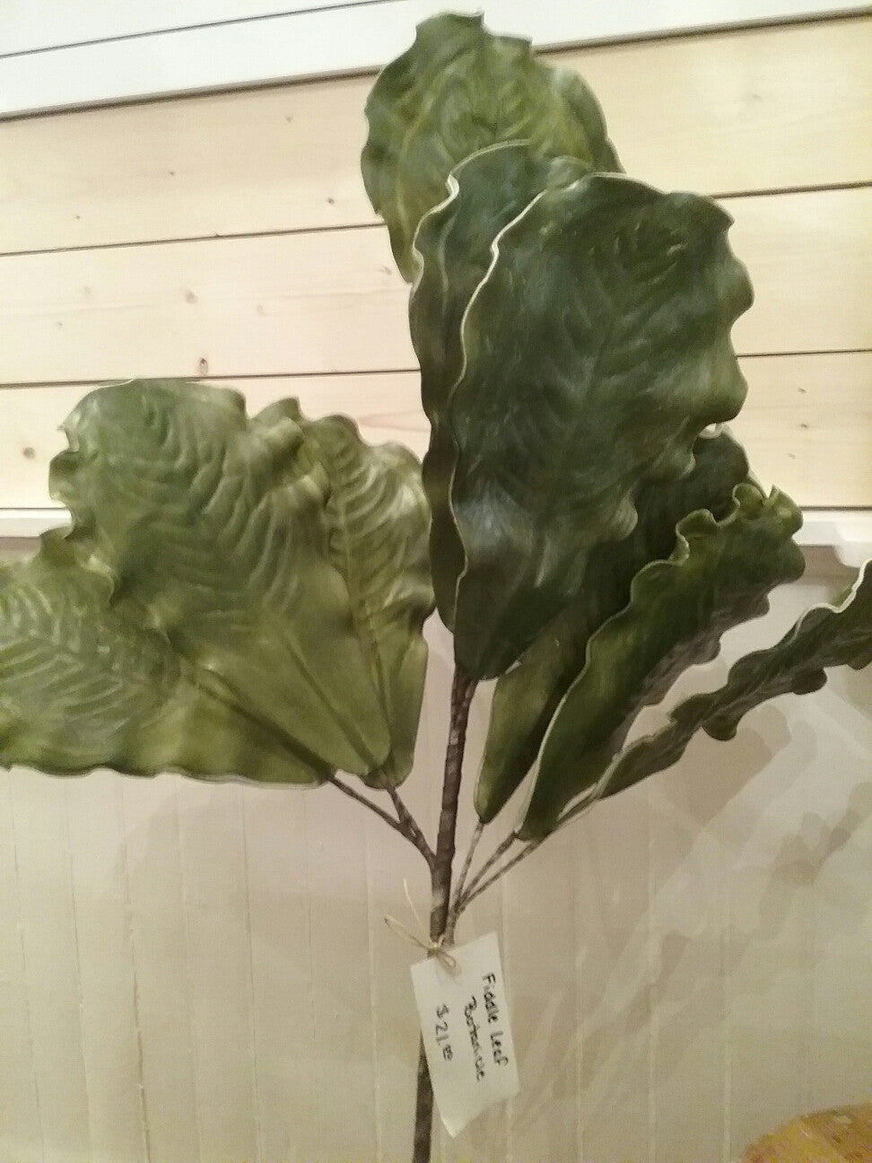 Fiddle Leaf Botanica (#795)