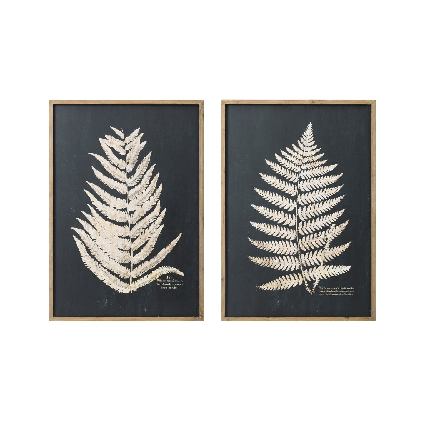 Fern Leaf Framed Art- Set of 2