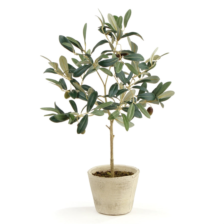 Olive Tree with Fruit in Pot - 19.5"