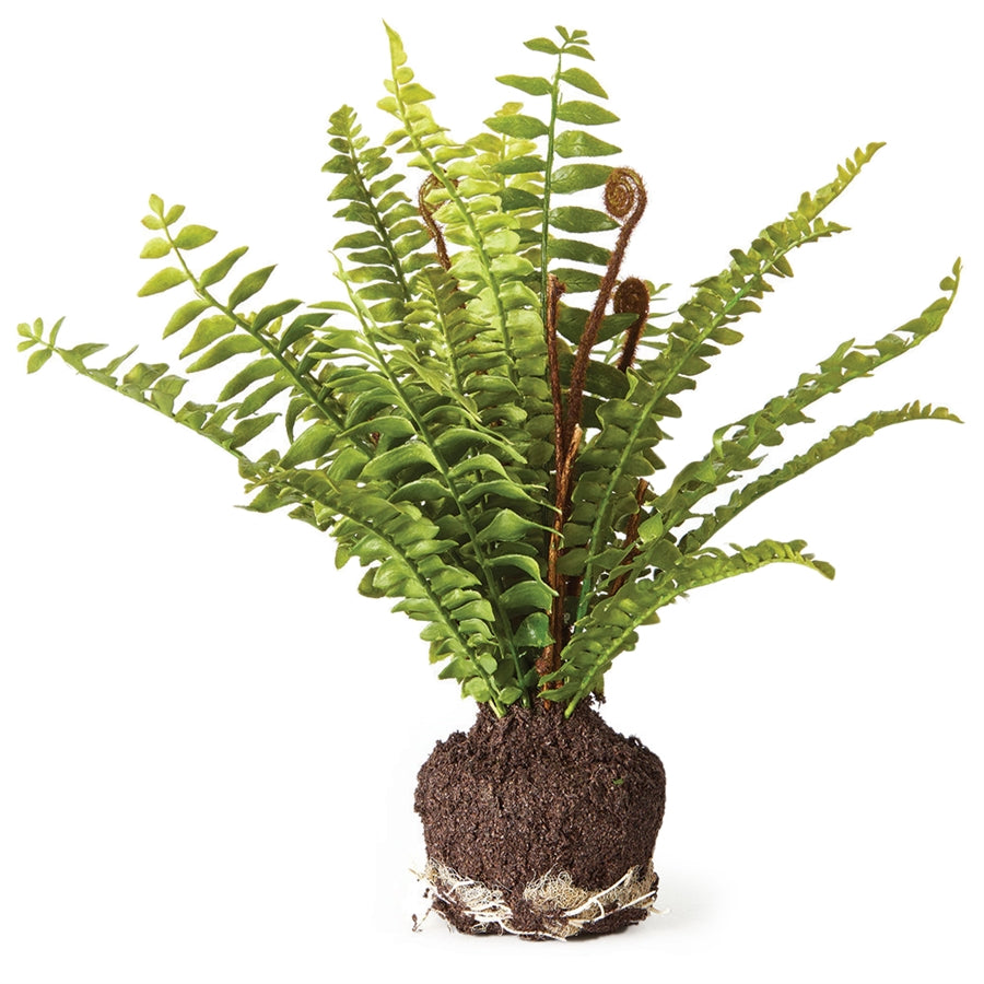 Boston Fern Drop In