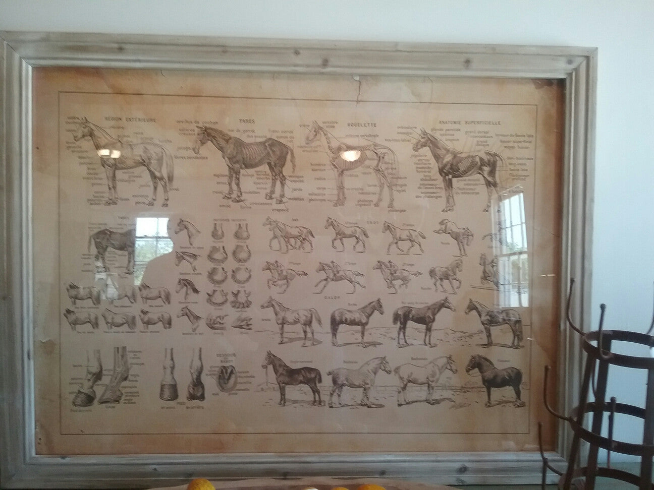 French Equine Anatomy