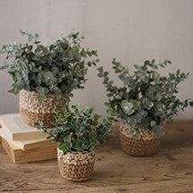 Eucalyptus Plants in Woven Pot