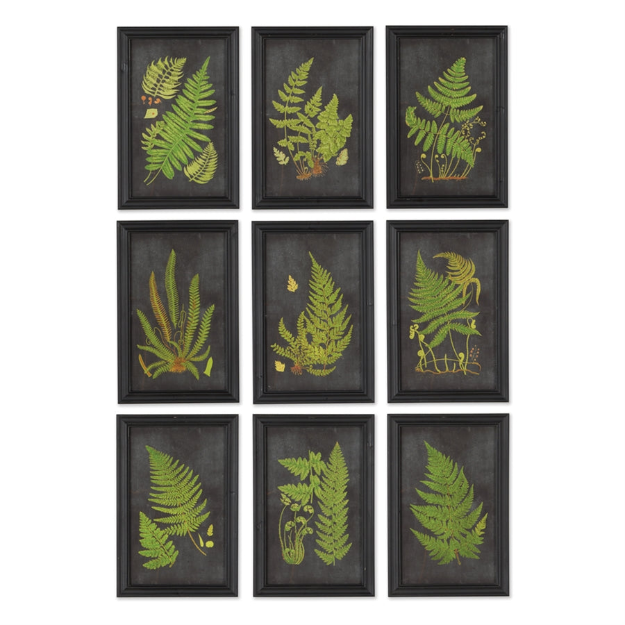 Framed Fern Print -Individual