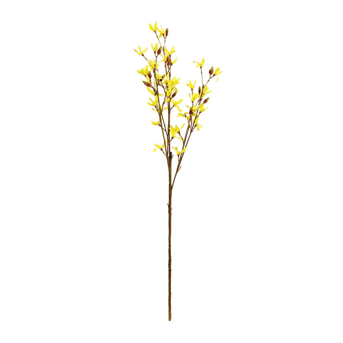 Wild Forsythe Branch