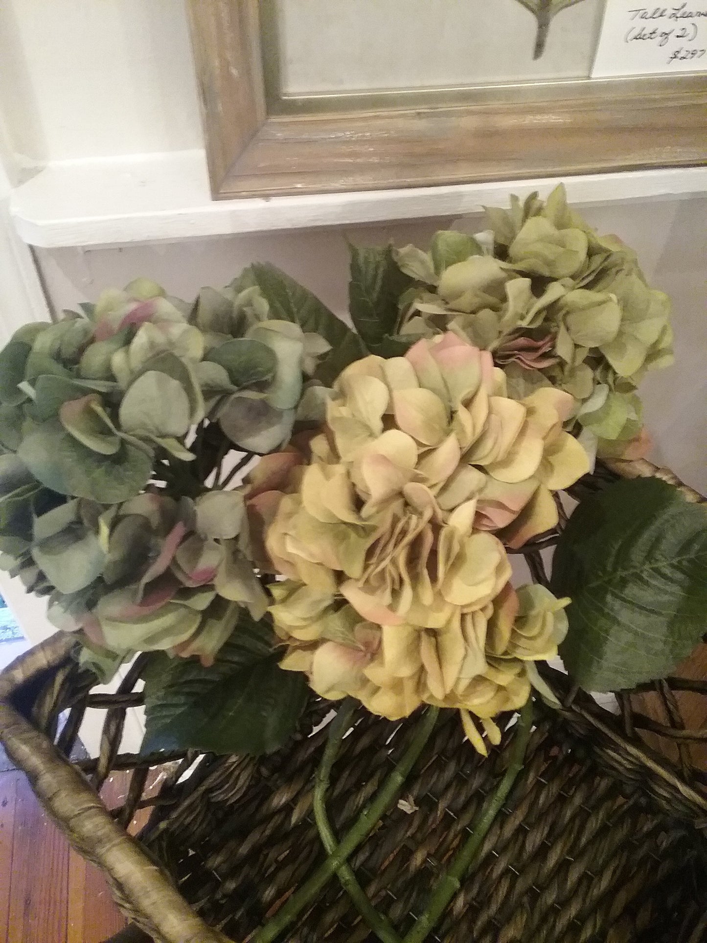 Late season hydrangea