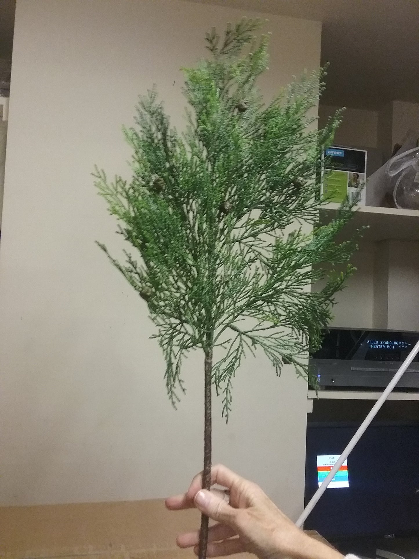 Cedar Stem