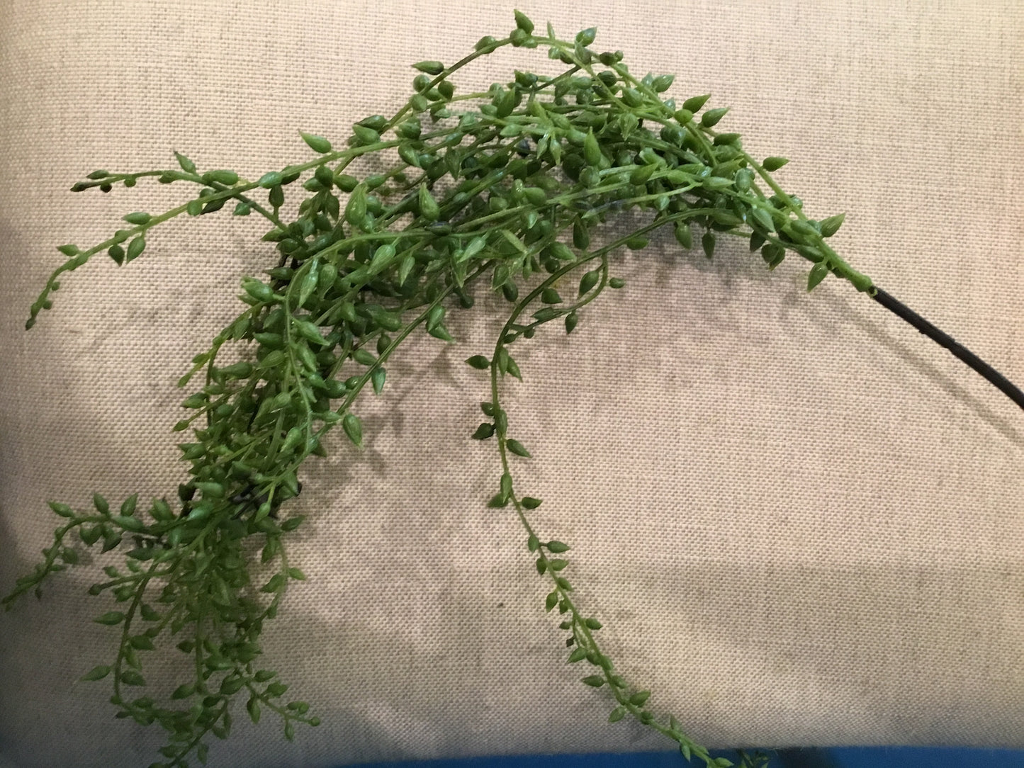 Draping Green