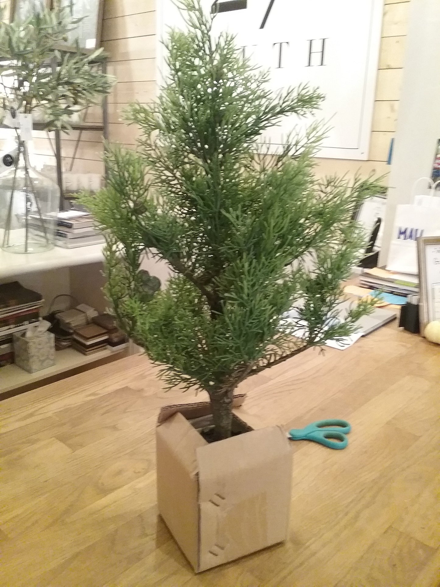Potted Cypress