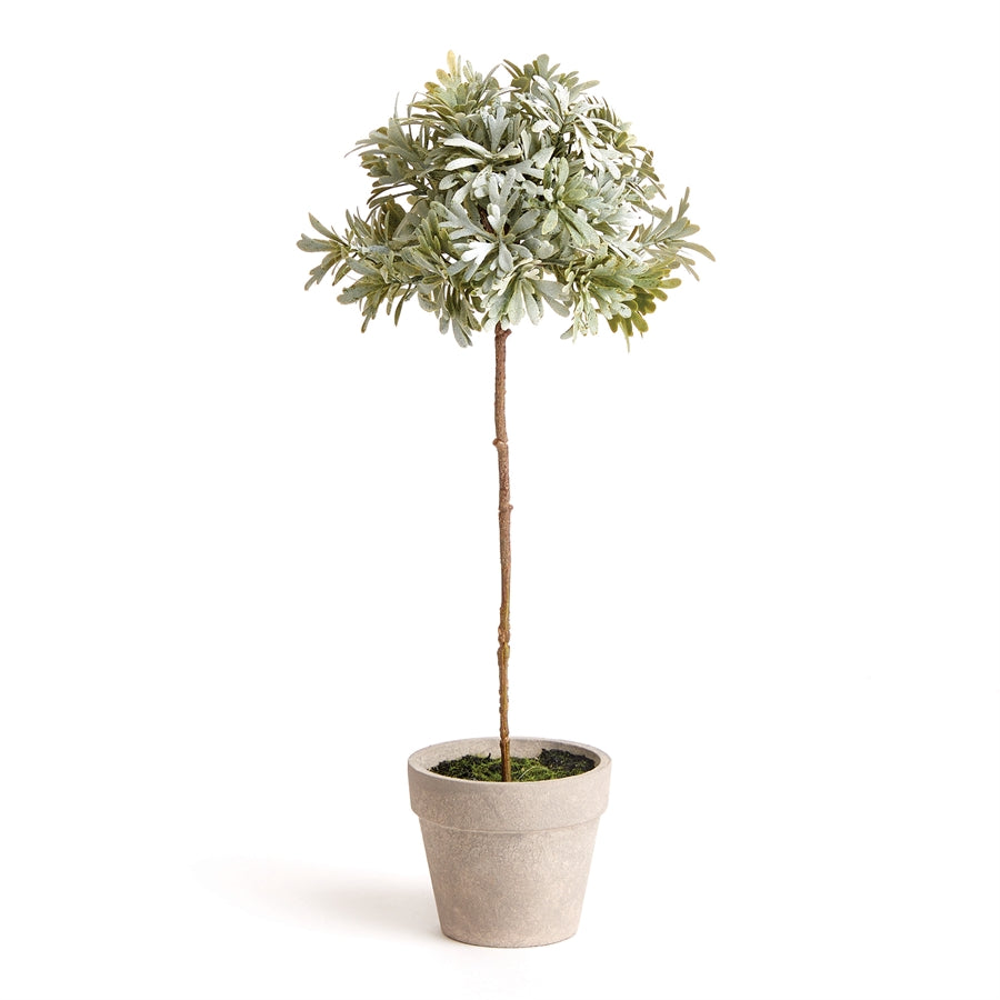 Senecio Topiary Potted 13"