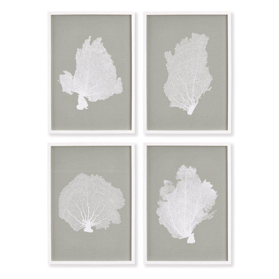 Coral Fans Study, Set of 2
