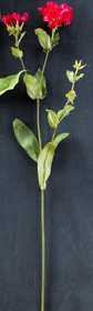 Phlox Stem