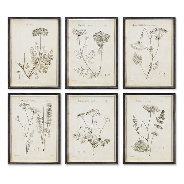 Wildflower Study Set of 2