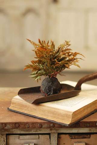 Rooted Frond