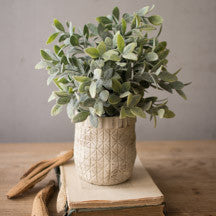 Sage in Criss Cross Pot