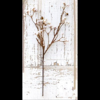 Tallowberry Stem