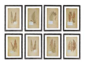 Vintage Fern Print