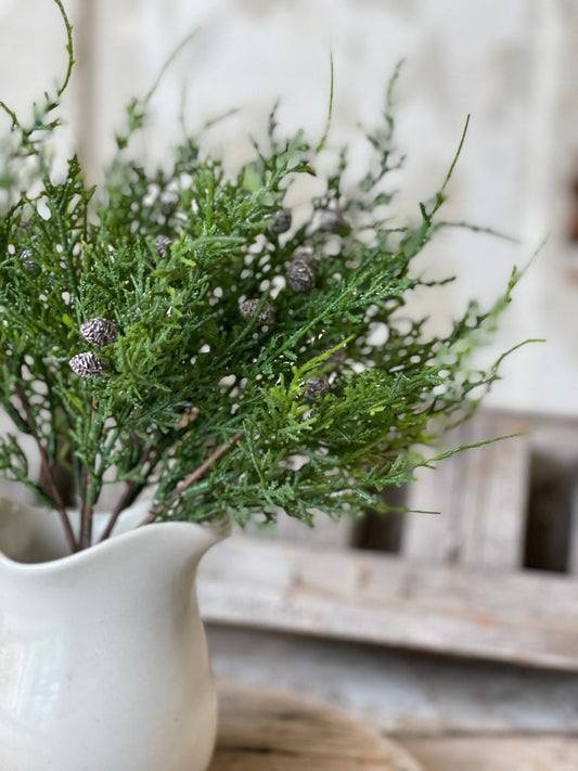 Creeping Cedar Bush 10"