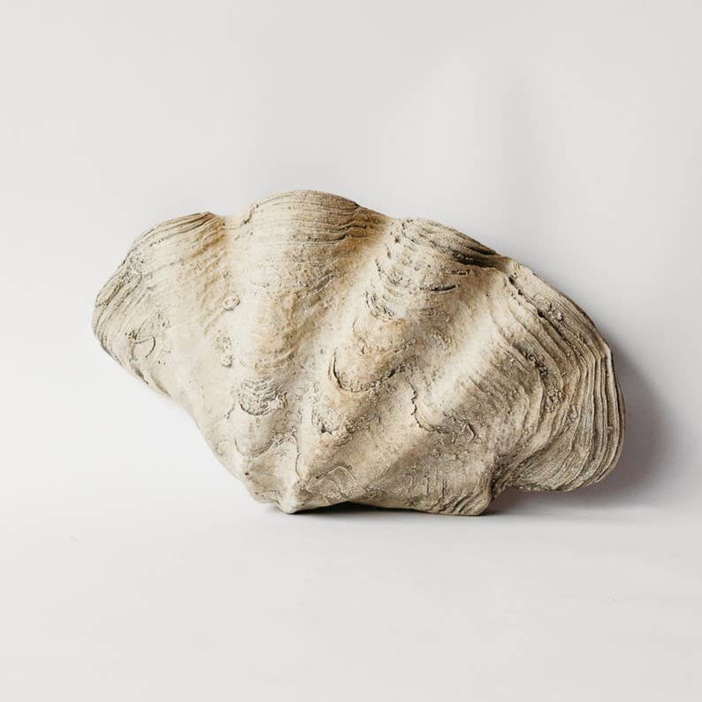 Large Clam Shell