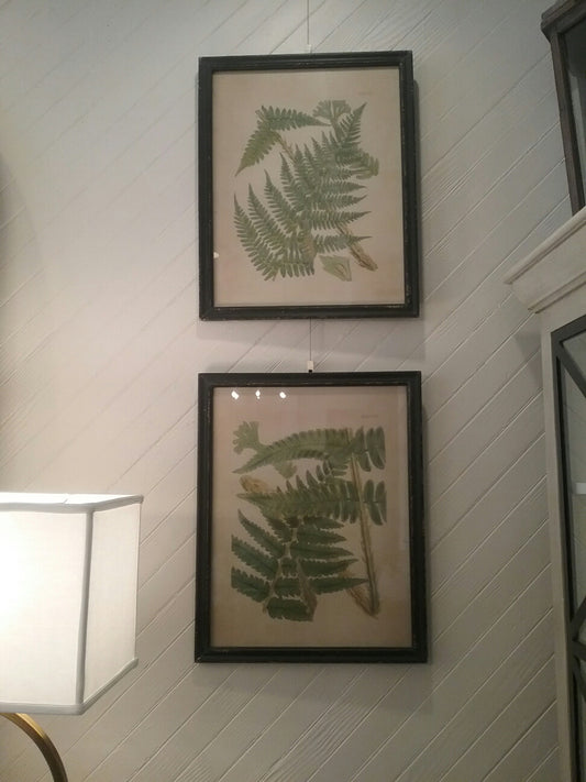 Study of Ferns (Set of 6)