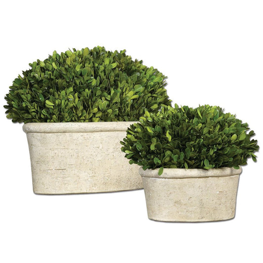 Preserved Boxwood Oval Domes
