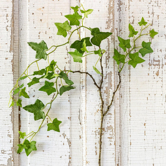 Trailing Ivy Stem