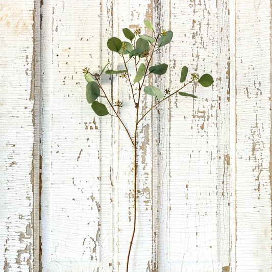 Crafted Silver Dollar Eucalyptus Stem