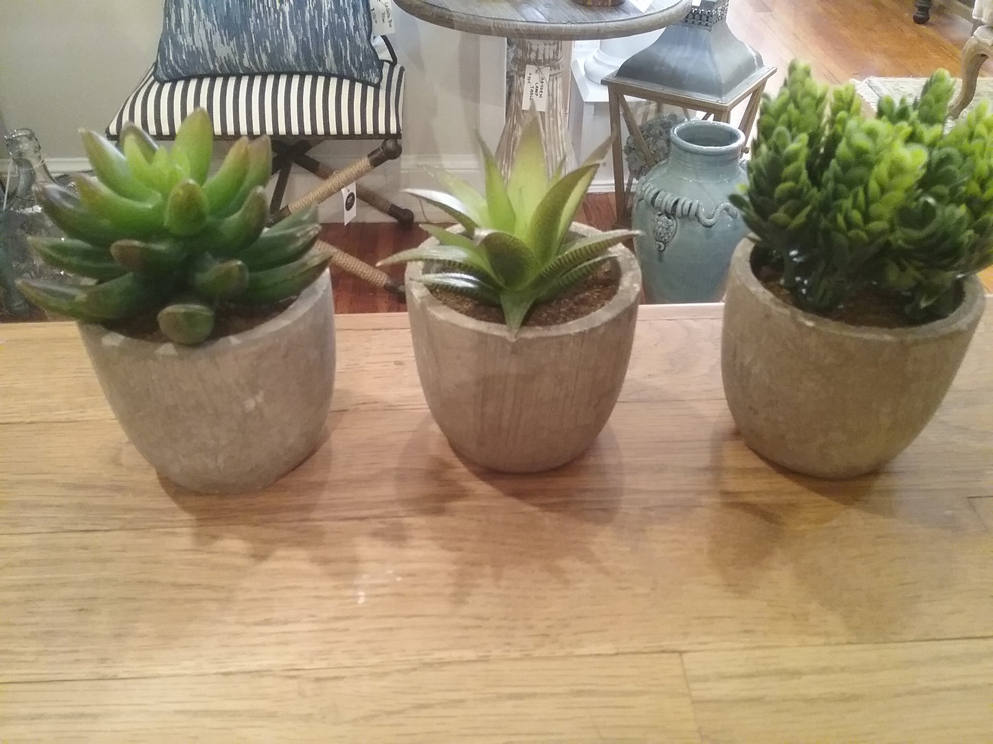 Small Round Pot Succulents