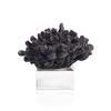 Blue Coral w/ Base