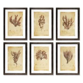 Coral Prints- Sets of 2