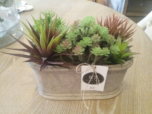 Succulents in Oval Pot