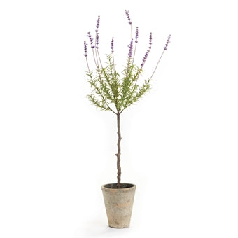 French Lavender Topiary