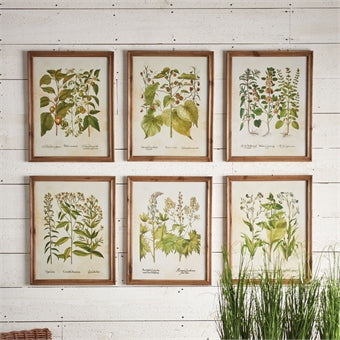 Framed Botanical Prints - Sets/2