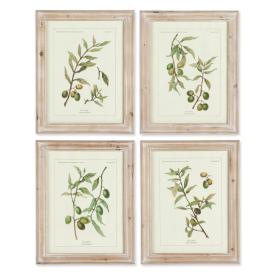 Olive Leaf Prints