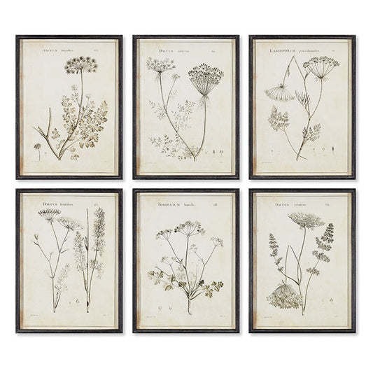 Wildflower Study Set of 2
