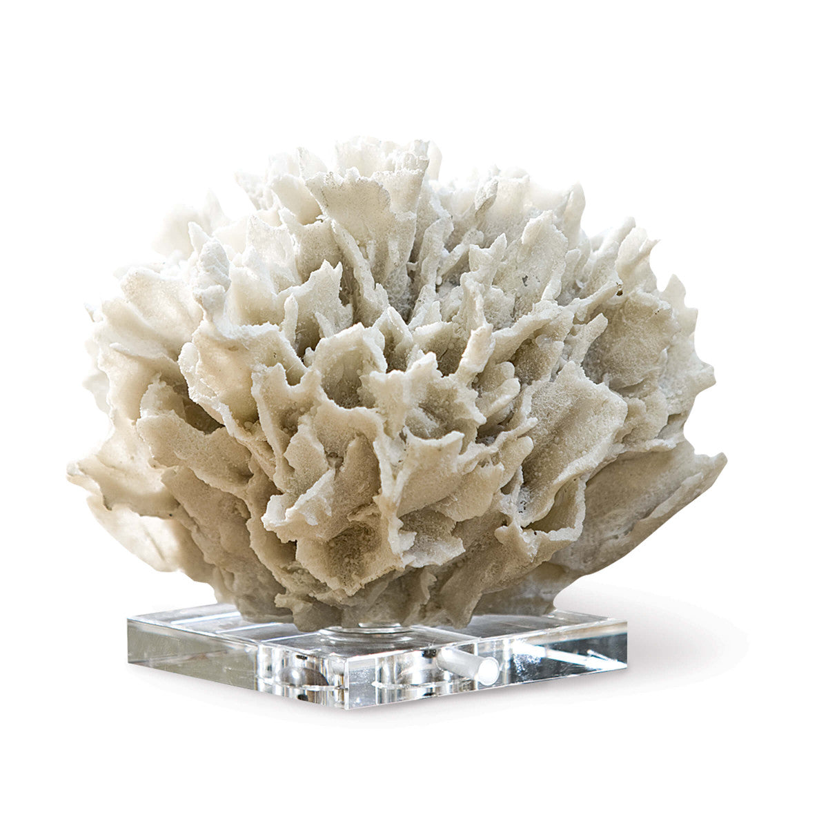 Ribbon Coral