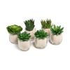 Succulents in Sand