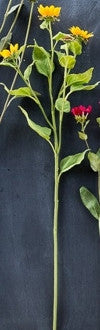 Wild Sunflower